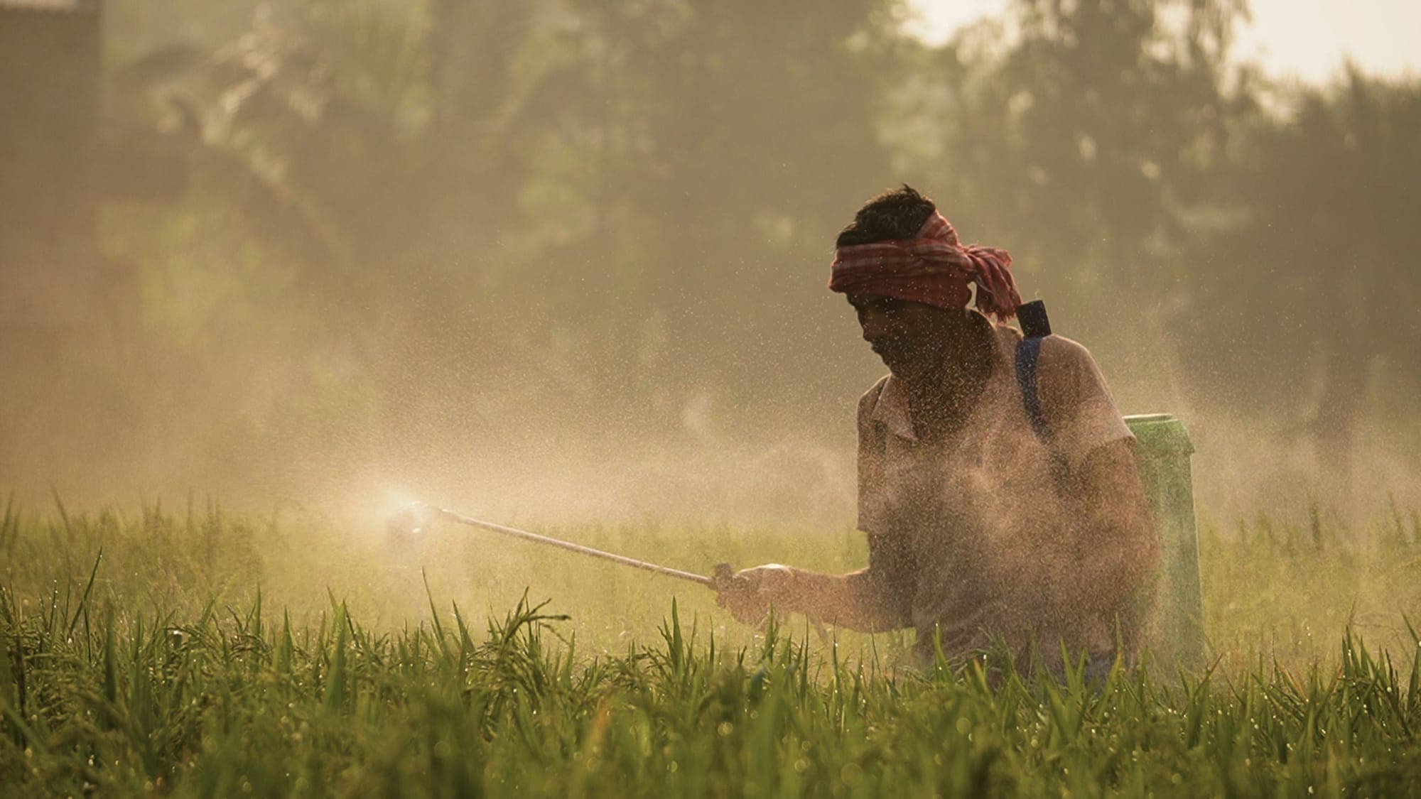 Farmer rainfall